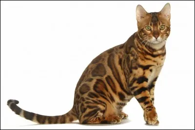 Quelle est la race de ce chat ?