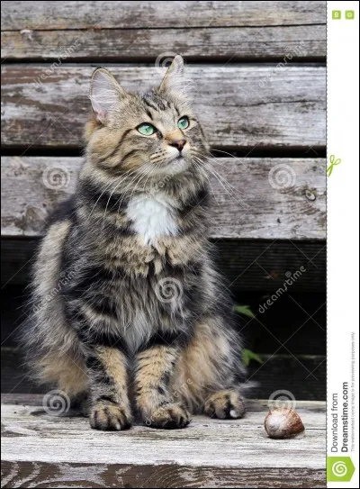 Quelle est la race de ce chat ?