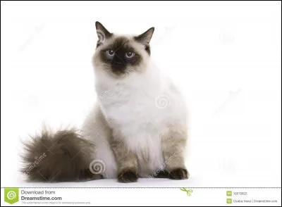 Quelle est la race de ce chat ?