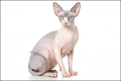 Quelle est la race de ce chat ?