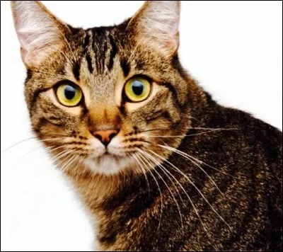 Je suis un chat très célèbre et, à ma naissance, tous les chats pensaient que je serais comme mon père, le pire traître de la forêt, alors que je suis très loyal. Qui suis-je ?