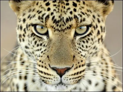 À ton avis, cours-tu vite ou pas ?