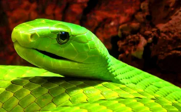 Quiz Serpents