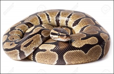 Quelle est la race de ce serpent ?
