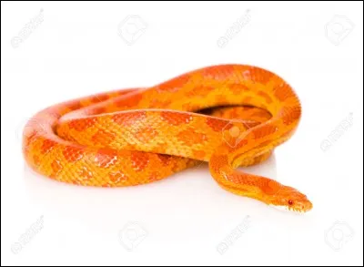Quelle est la race de ce serpent ?