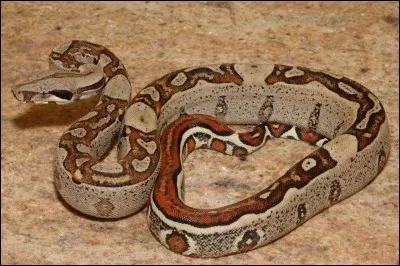 Quelle est la race de ce serpent ?