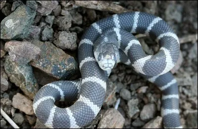 Quelle est la race de ce serpent ?