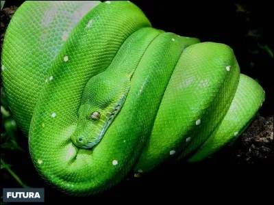 Quelle est la race de ce serpent ?