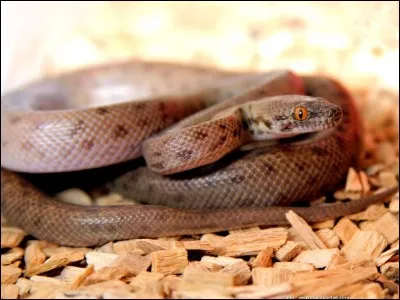 Quelle est la race de ce serpent ?
