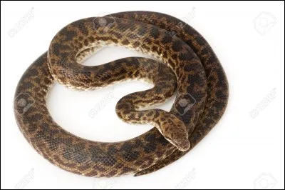 Quelle est la race de ce serpent ?