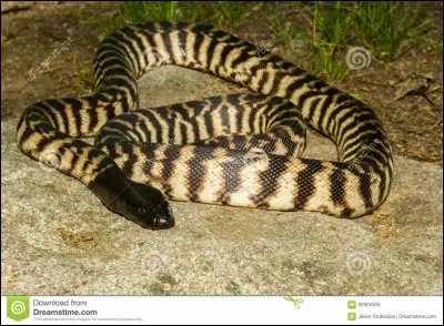 Quelle est la race de ce serpent ?