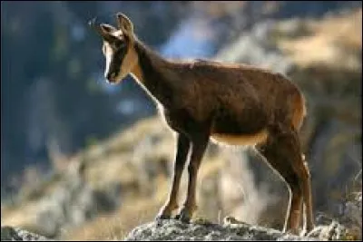 Quelle est la longueur de la queue de l'isard ?