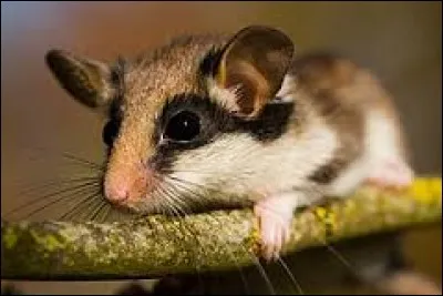 Quelle est la longévité du lérot ?