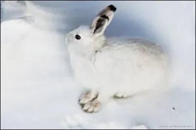 Quel est cet animal ?