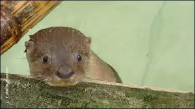 Quelle est la longueur de la loutre à longue queue ?