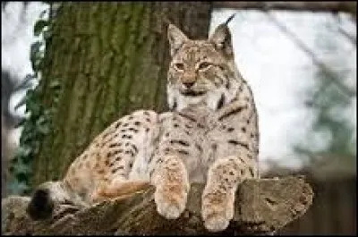 Quel est le poids du lynx boréal ?