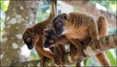 Quelle est la longueur de la queue du maki de Mayotte ?