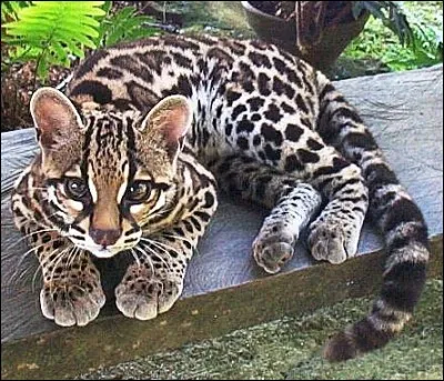 Quelle est la longévité du margay ?