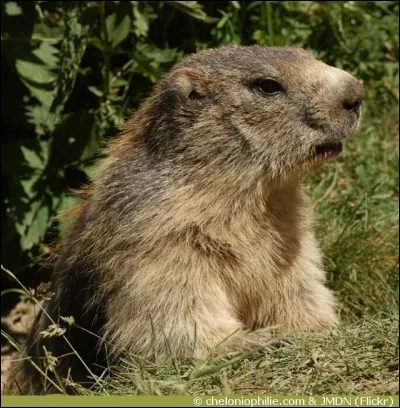 Quel est le temps de gestation chez la marmotte des Alpes ?