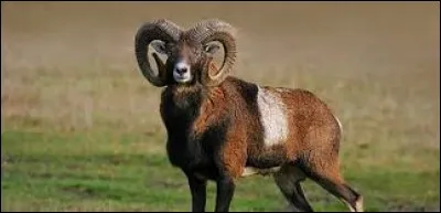 Quelle est la longueur du mouflon?