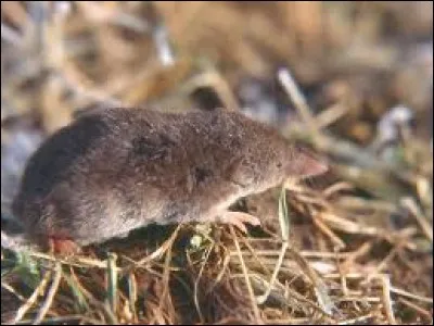 Quel est le temps de gestation chez la musaraigne carrelet ?