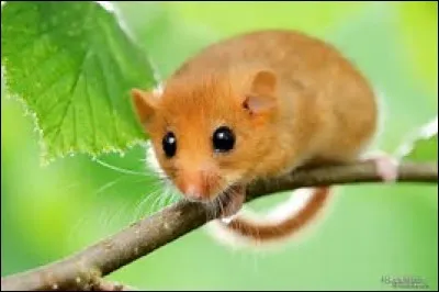 Quelle est la longueur de la queue du muscardin ?