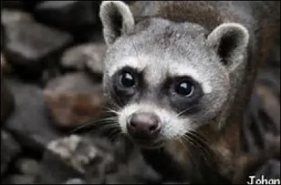 Quelle est la longévité du raton carbier ?