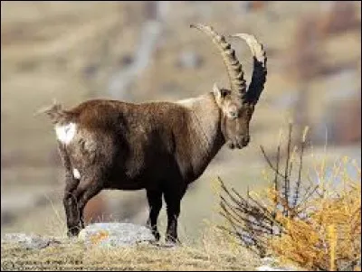 Quel est cet animal ?