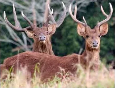 Quel est le poids du cerf rusa ?