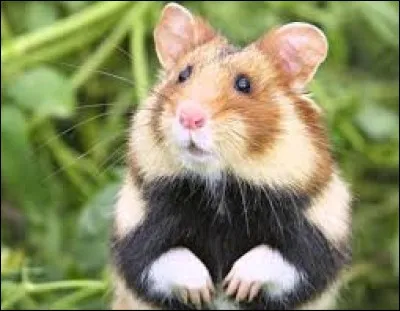 Quel est cet animal ?