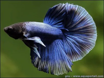 Quelle est l'espèce de ce poisson ?