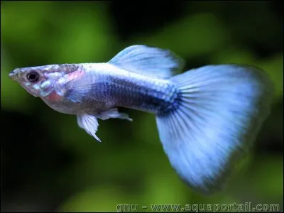 Quelle est l'espèce de ce poisson ?