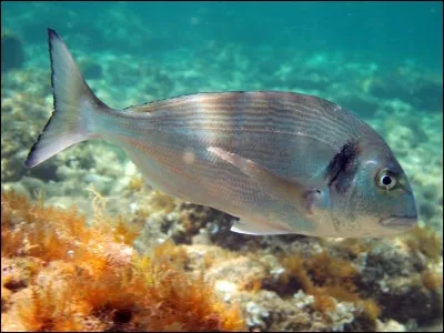 Quelle est l'espèce de ce poisson ?