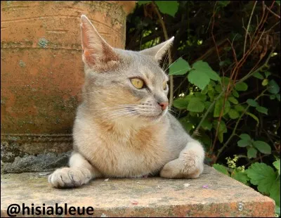 Si tu ne sais pas quoi faire...