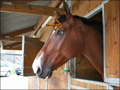 Quelle est cette partie du cheval ?