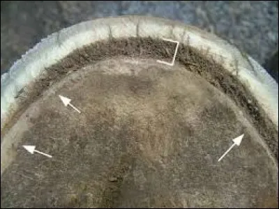 Quelle est cette partie du sabot ?