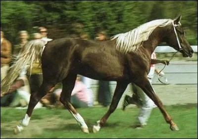 De quelle couleur est ce cheval ?