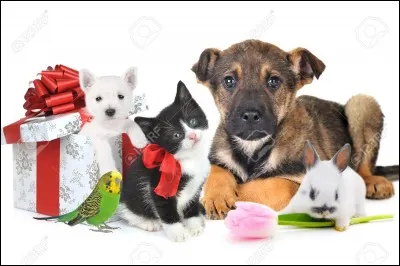 Quels animaux de compagnie préférez-vous ?