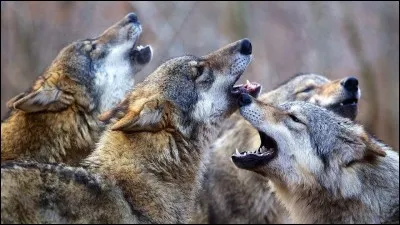 "Un conciliateur c'est quelqu'un qui nourrit un _________ en espérant qu'il sera le dernier à être mangé." De quel animal parle-t-il ?