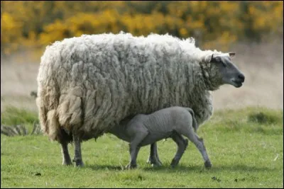 La maman, son petit, il manque juste le papa pour pouvoir réunir...