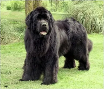 Il ne craint pas l'eau froide, c'est un...