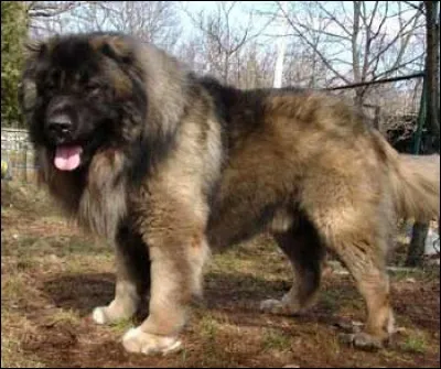 Un bon copain, c'est un...