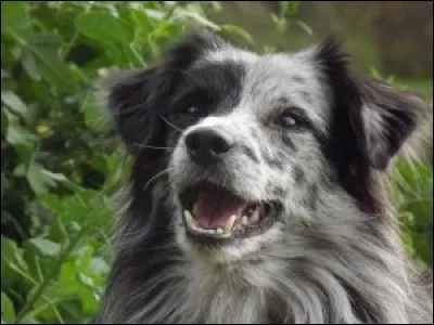 Il est si intelligent, c'est un...