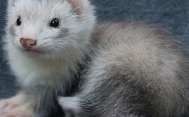 Quiz Animaux