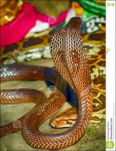 Le cobra à lunettes est le jumeau du cobra royal.
