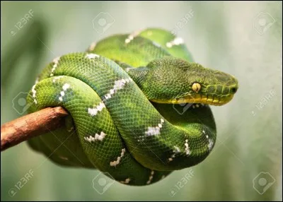Le serpent corail est tout vert.