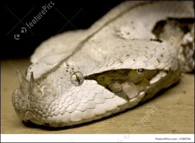 La vipère du Gabon mange des insectes.