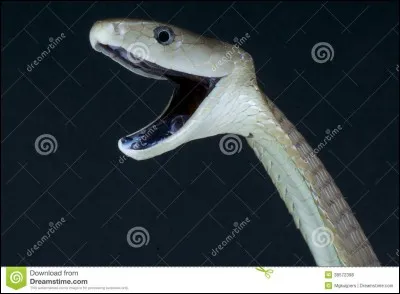 Le mamba n'est noir qu'en été.