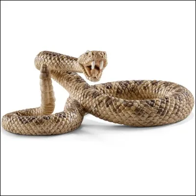 Le serpent représenté sur cette image est le serpent à sonnette.