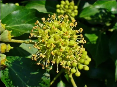 Comment appelle-t-on couramment ceci ?